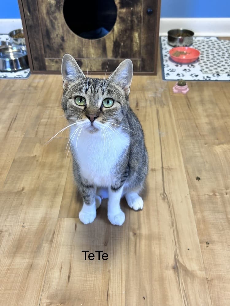 TeTe (Tiger) (Family Trio)